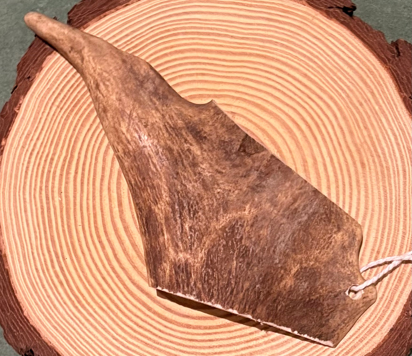 Medium deer antler