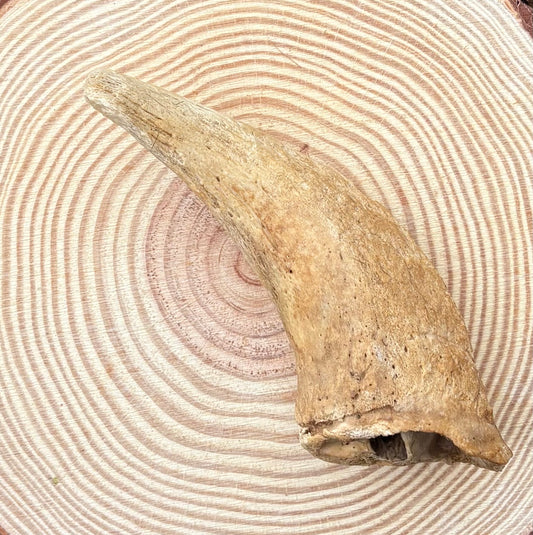 Lamb horn marrow